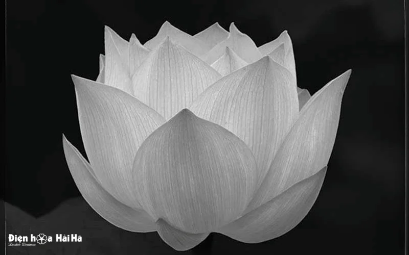 Hoa sen trắng đám tang |Hình ảnh chia buồn tang lễ (2)