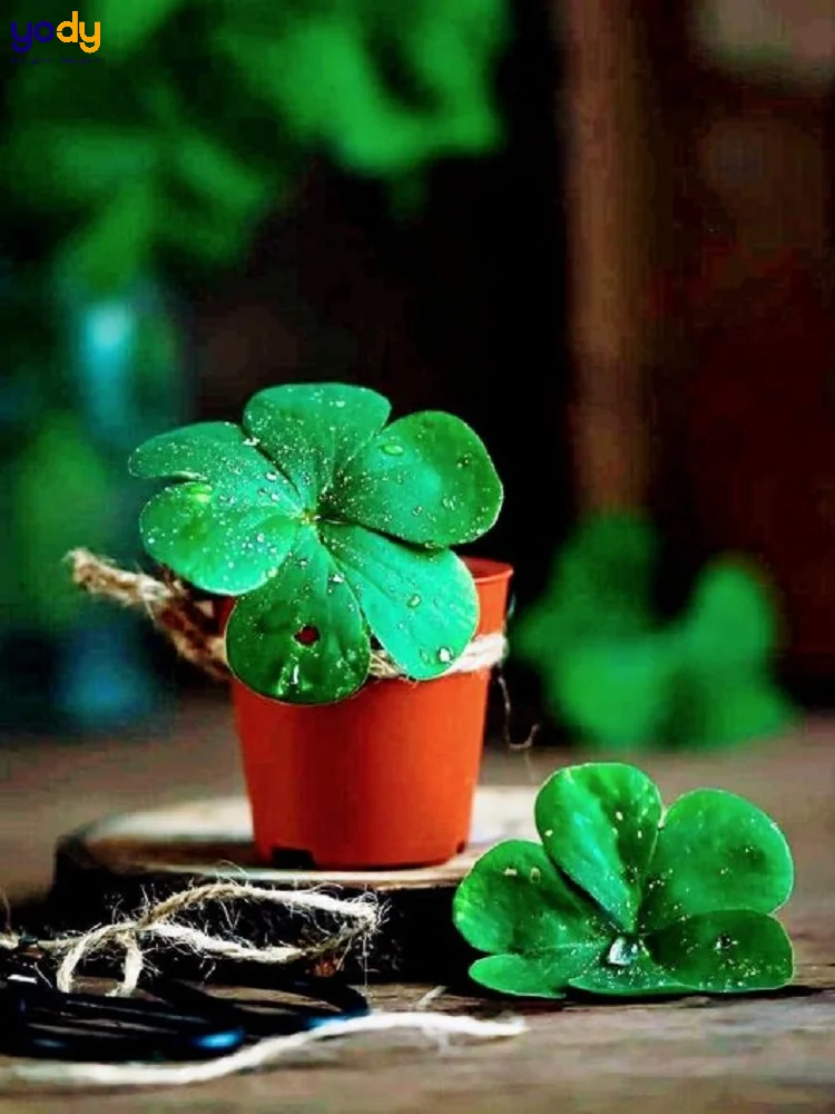Cỏ 4 lá trong chậu nhỏ trang trí