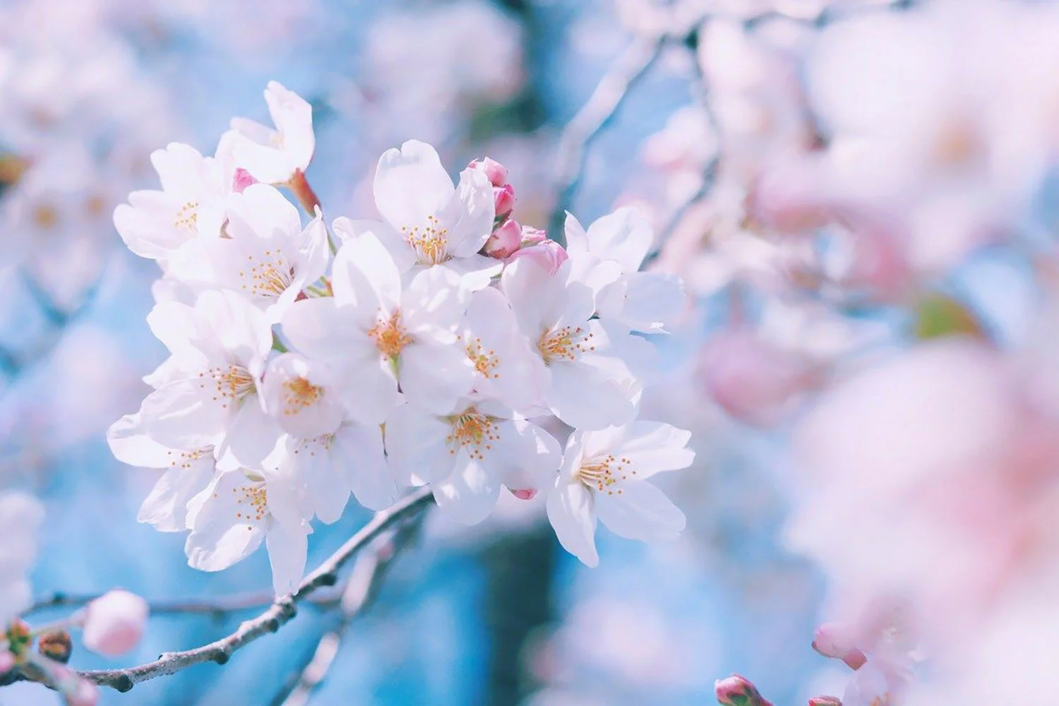 Hoa đào trắng giữa những đáo đào hồng