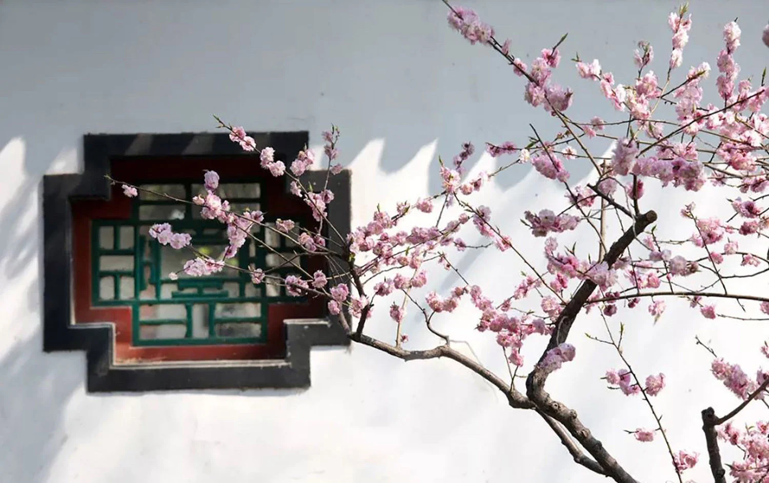 Hoa đào bên ô cửa sổ