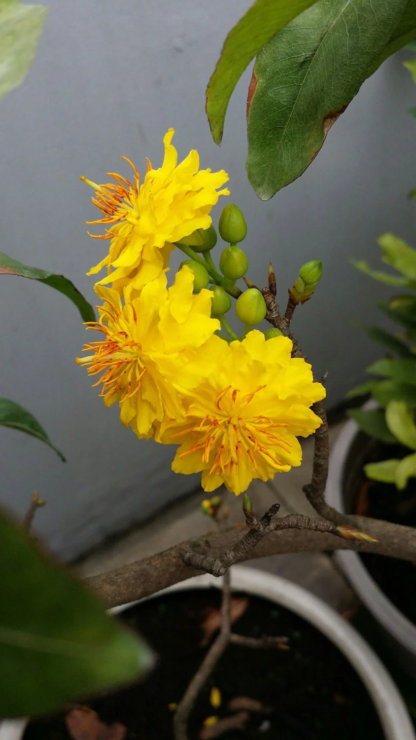 Bông hoa mai vàng cực lớn với rất nhiều cánh hoa