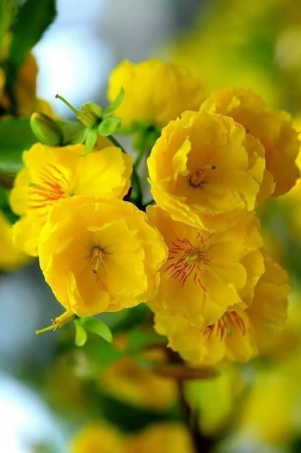 Hình nền hoa mai vàng rực rỡ