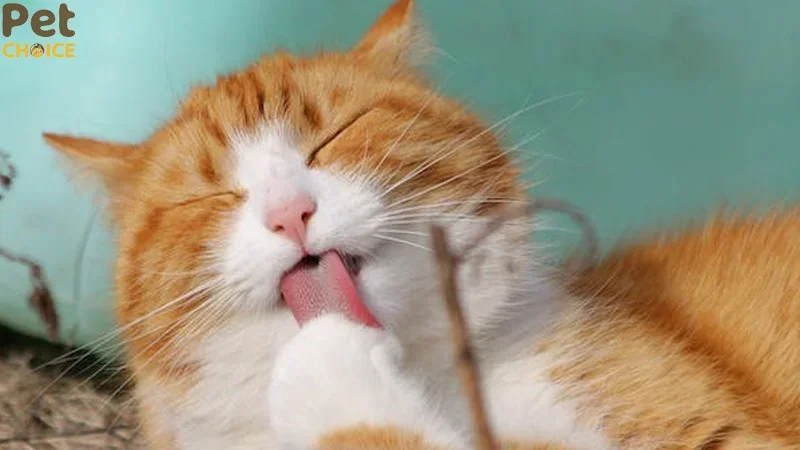 hình ảnh mèo cute dễ thương