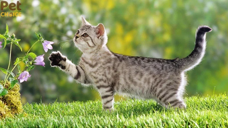 hình ảnh mèo cute dễ thương (7)