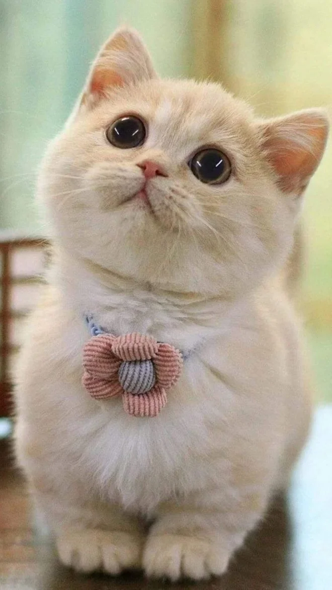 199+ Hình nền mèo cute, đẹp, ngầu 4K cho điện thoại, máy tính