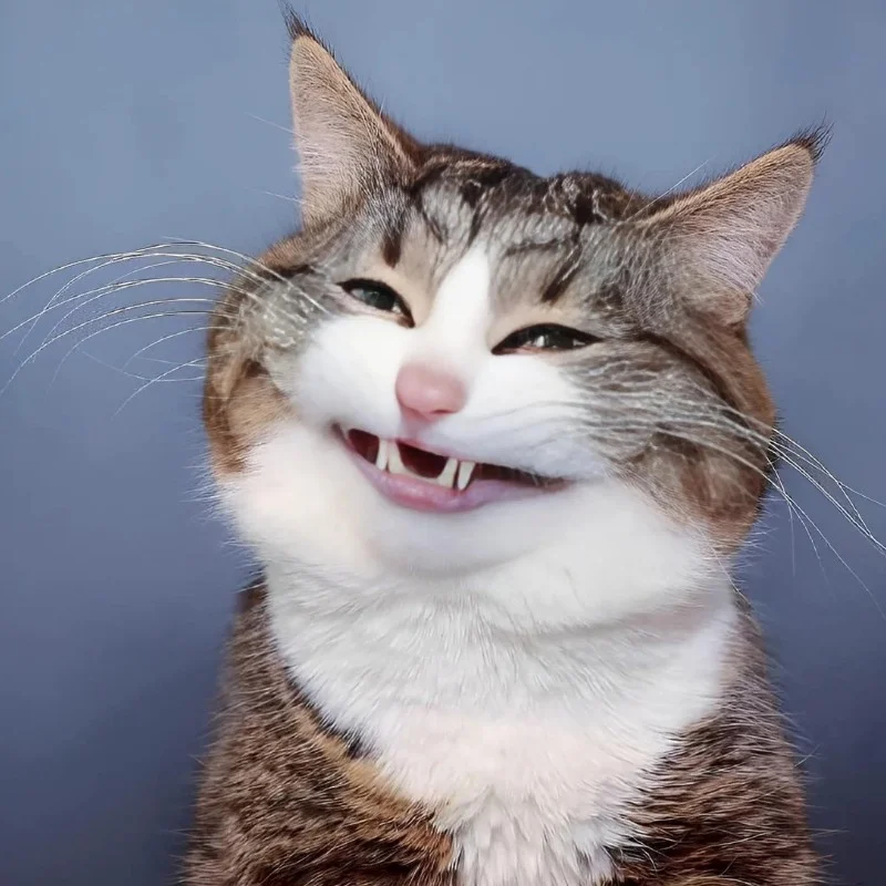 ảnh Meme mèo cười đểu nhe răng