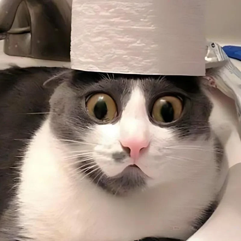 Ảnh chế meme mèo cười bựa hài nhất