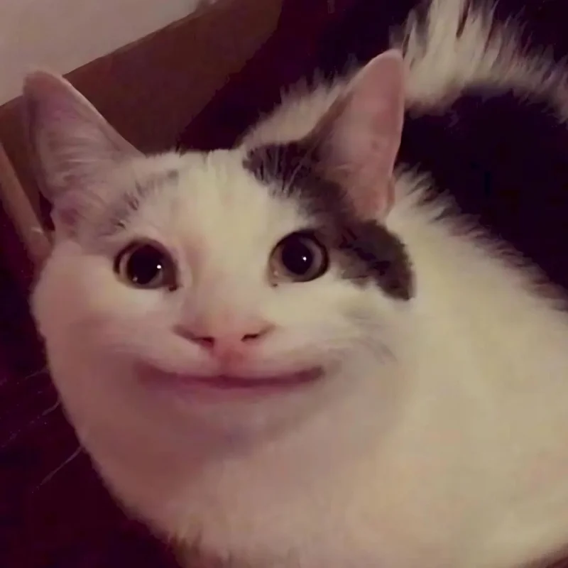 ảnh Meme mèo cười đểu mới nhất