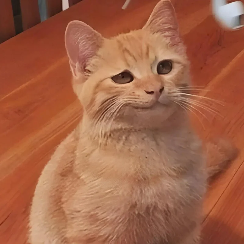 Meme mèo cười đểu điêu điêu