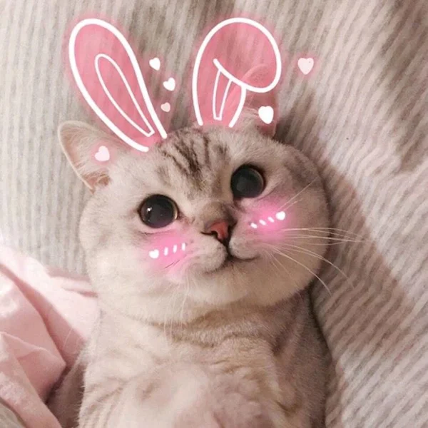 Hình Ảnh mèo cute tết 2023, Avatar mèo dễ thương ngầu, bựa, đáng yêu b